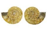 Cut & Polished Agatized Ammonite Fossils - 1 1/2 to 2" Size - Photo 4